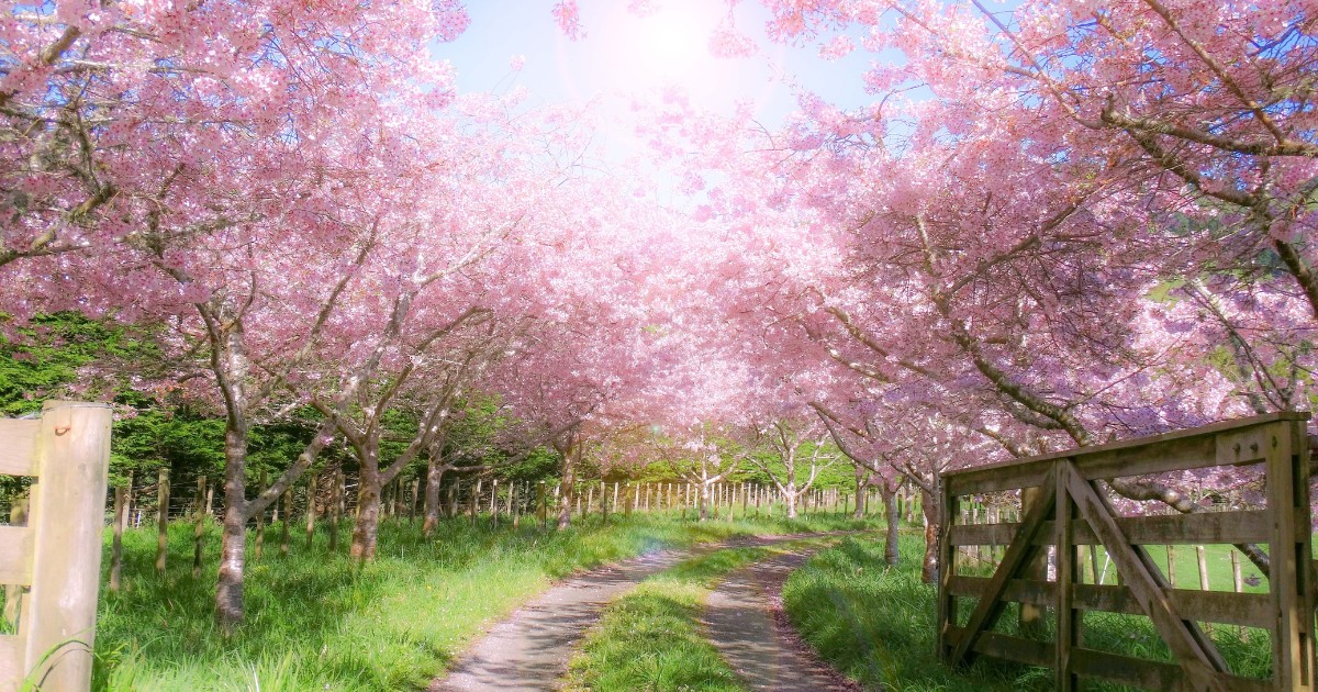 Spring Jazz Concert w/ Big Al’s Big Band  - image