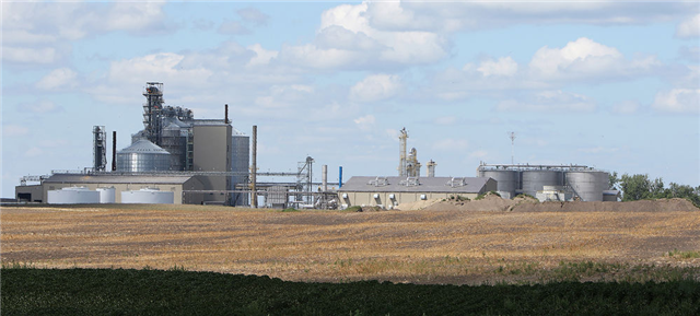 Soybean plant moving forward - image